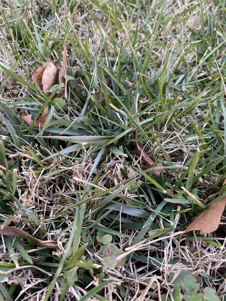 Not sure what grass/weeds in yard
