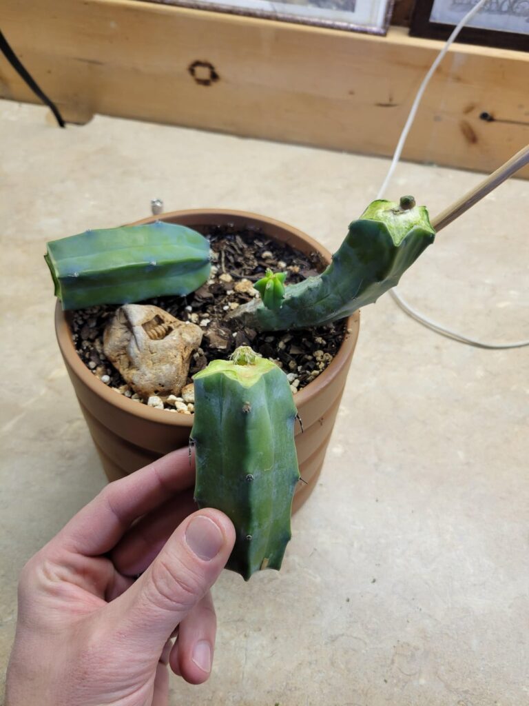 Not my neatest work. Still getting the hang of regular size grafting. Scions and union seem solid though.