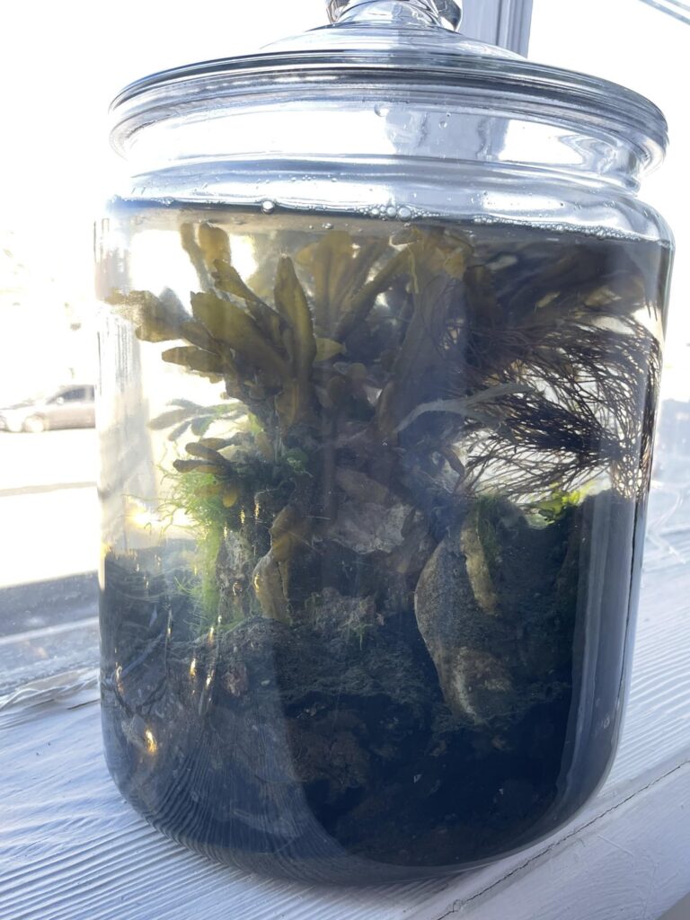 Saltwater jar day 1