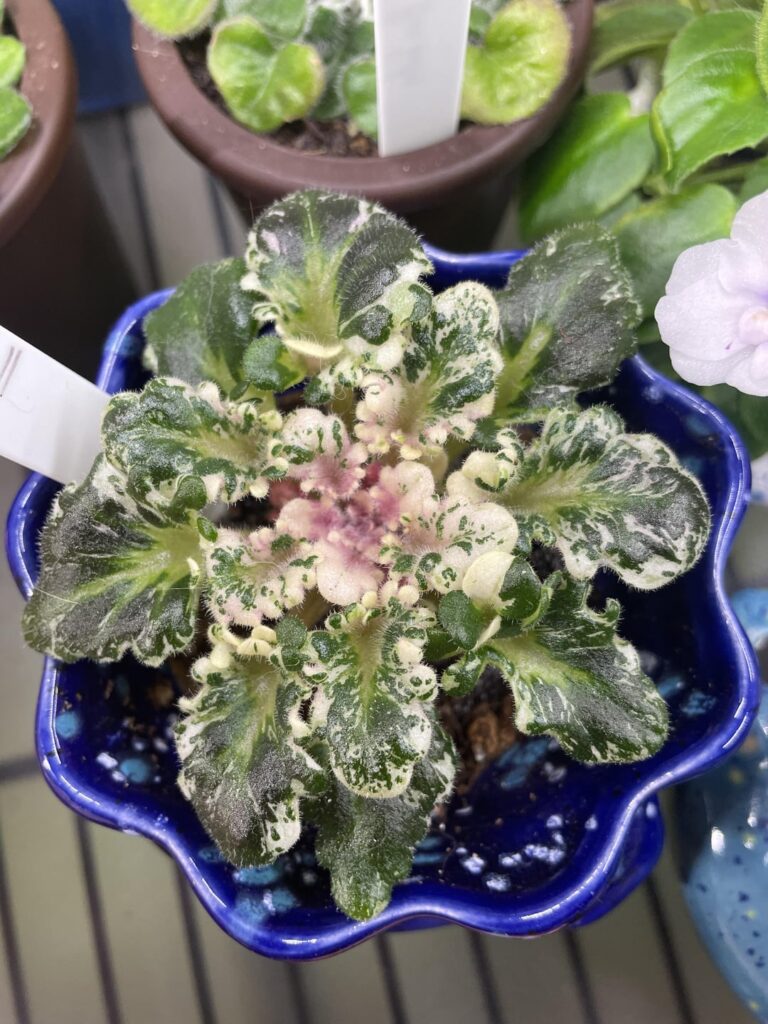Lots of fun things going on with these leaves. Toronto Belle: Single rose-mauve two-tone. Variegated medium green and cream, serrated, girl foliage. Miniature