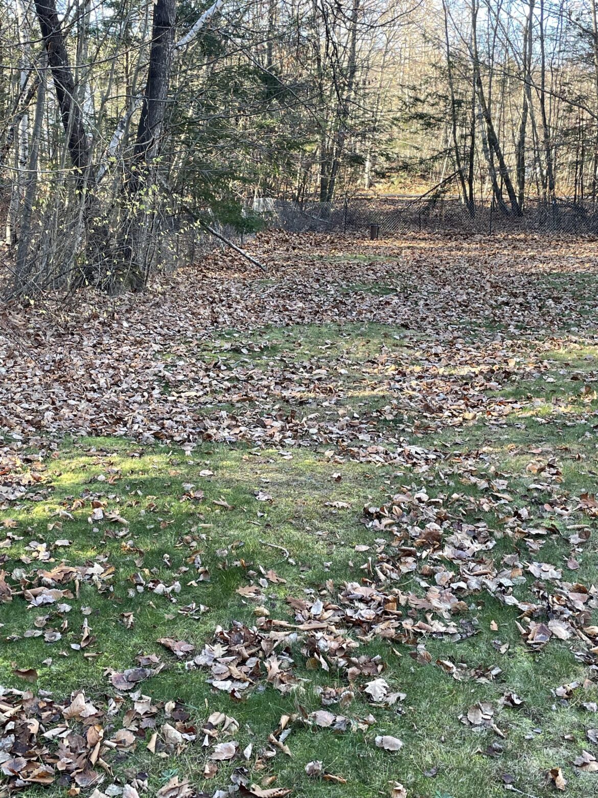 Could these be anything other than graves? Lol. I want to level my lawn but don’t want to curse the house in the meantime Could these be anything other than graves? Lol. I want to level my lawn but don’t want to curse the house in the meantime