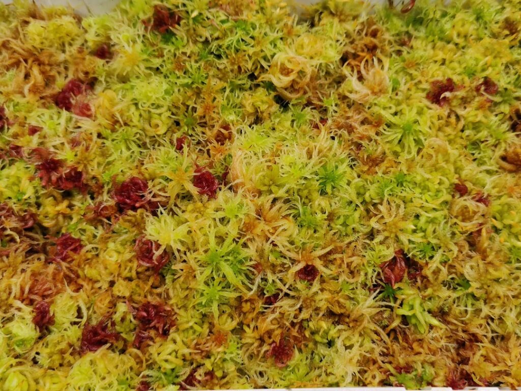 I guess this also counts. A random Sphagnum Mix Tub i still have standing around