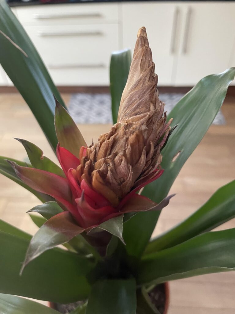 Hi guys, somehow my droop head tufted airplant’s flower dried out without ever “blooming” or peeling. Is this normal? Do I remove the flower? Or just the dried petals? Thank you 🙏