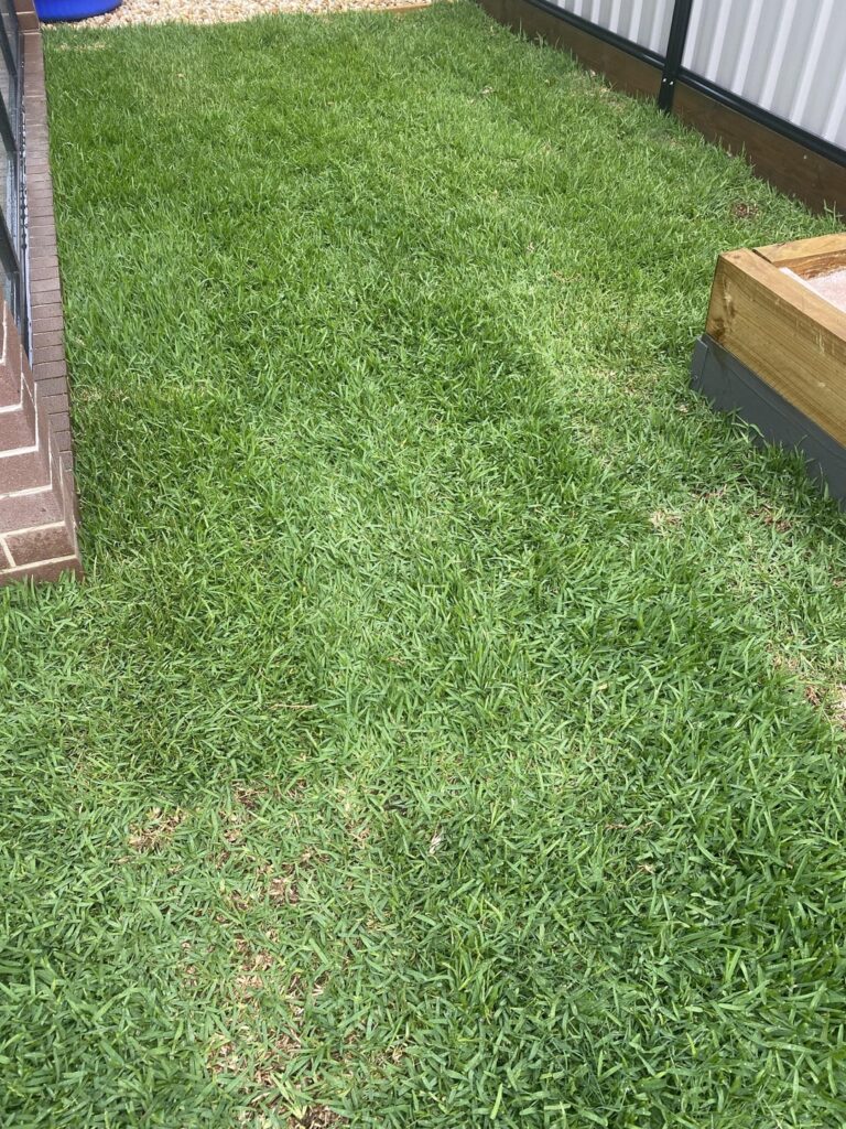 Buffalo turf laid 3 weeks ago Buffalo turf laid 3 weeks ago