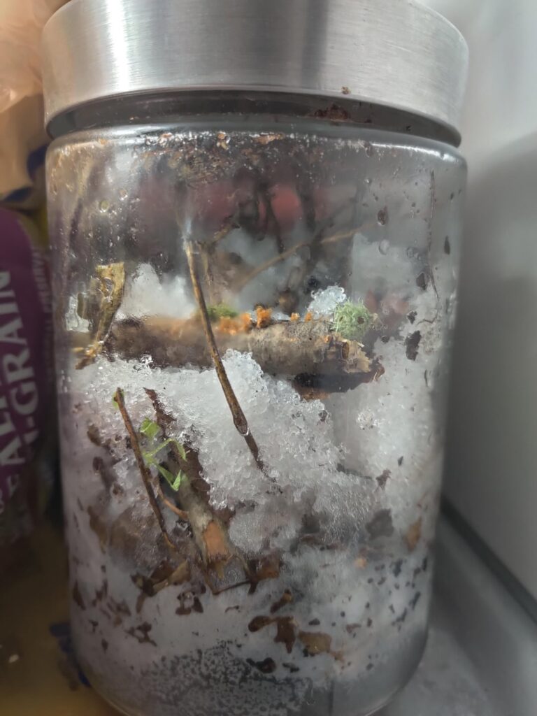Snow ecosphere Snow ecosphere