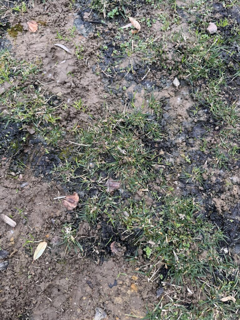 What is this black stuff all over the lawn?