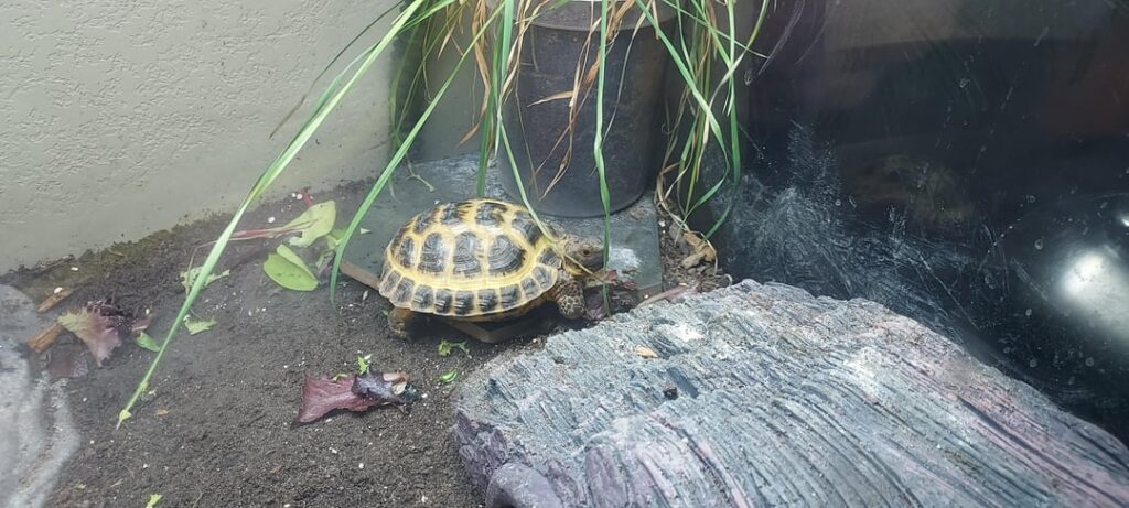 Remove if not allowed. Not a lawn, but food for spudly. Remove if not allowed. Not a lawn, but food for spudly.