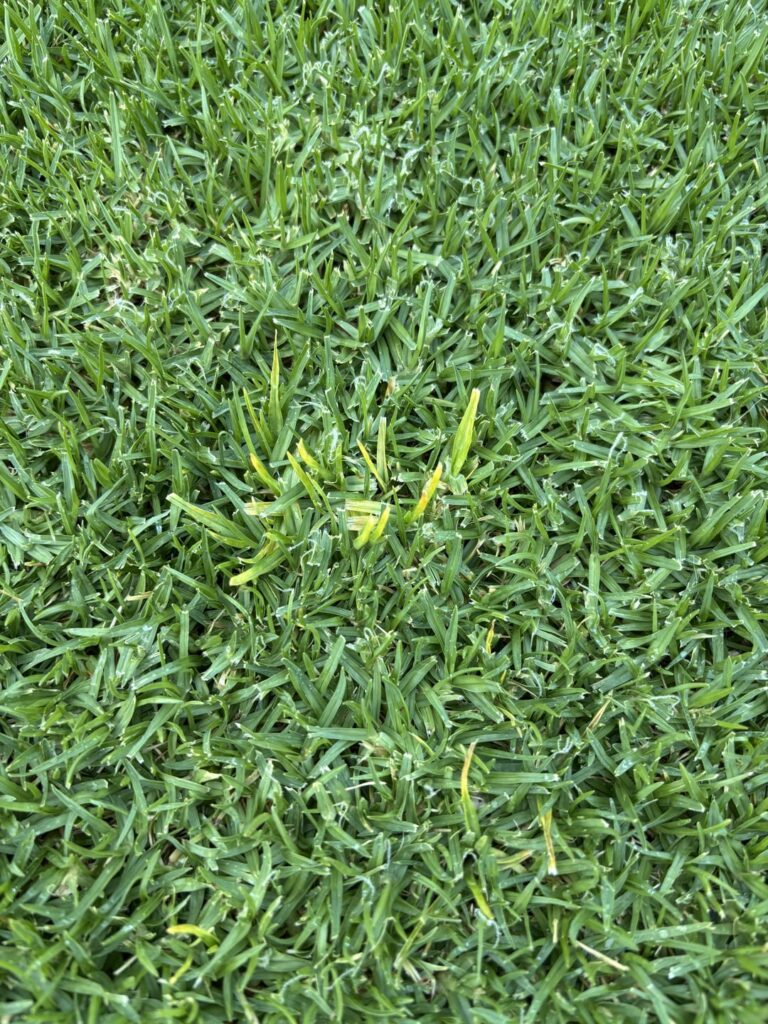 Mystery yellow spots in Kikuyu lawn. Any ideas?