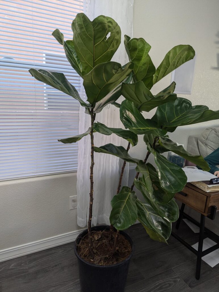 Repot or Not Repot or Not