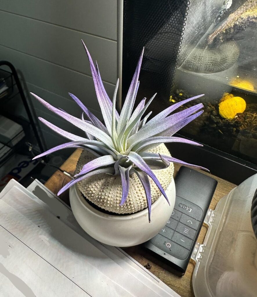 From Pandora From Pandora