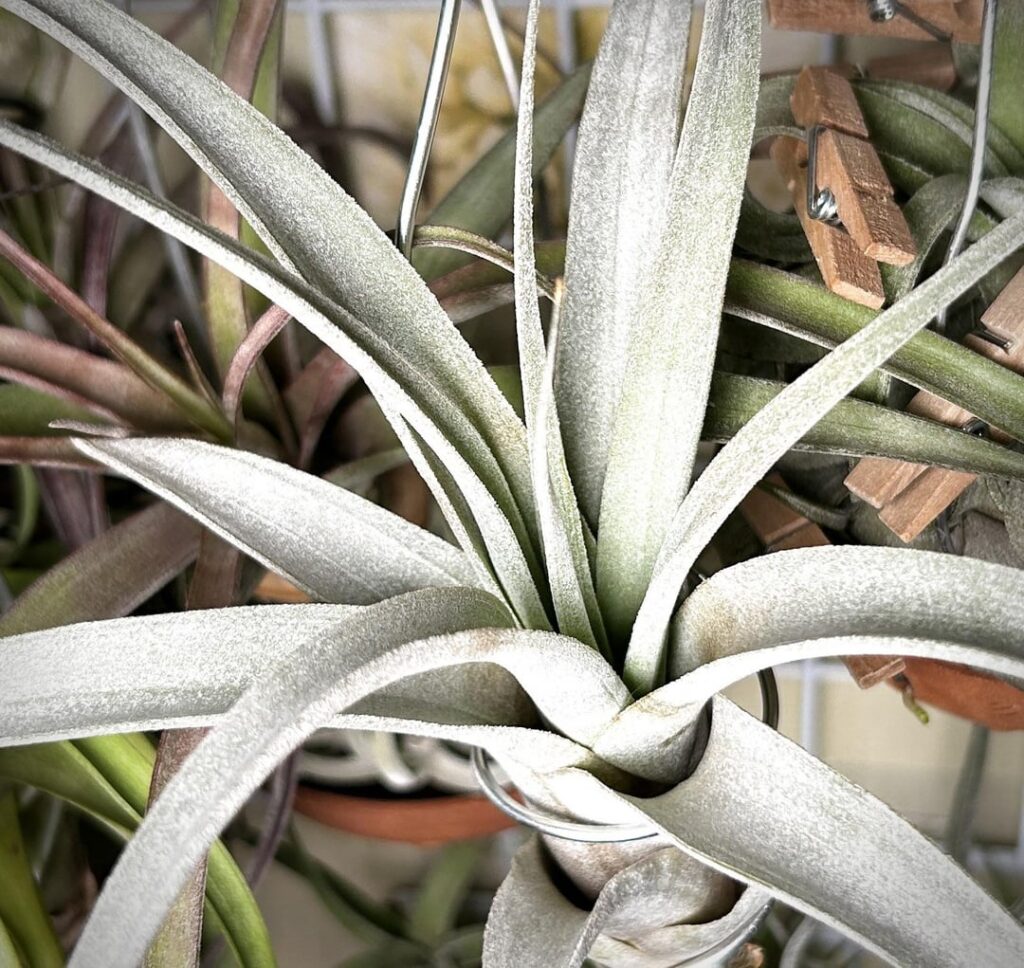 T.xerographica×T.chiapensis