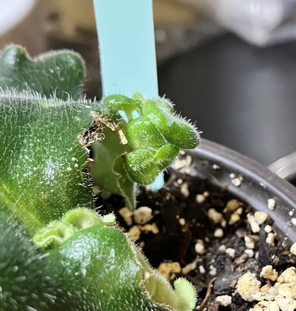 Ummmmm WEIRD! But OKAY if you say so! 🤭     Will it root if I cut it off and bury the base leaf it’s growing on?