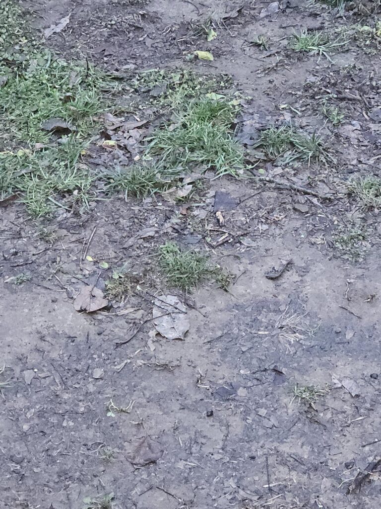 Lawn advice: Erosion and Heavy Traffic Lawn advice: Erosion and Heavy Traffic