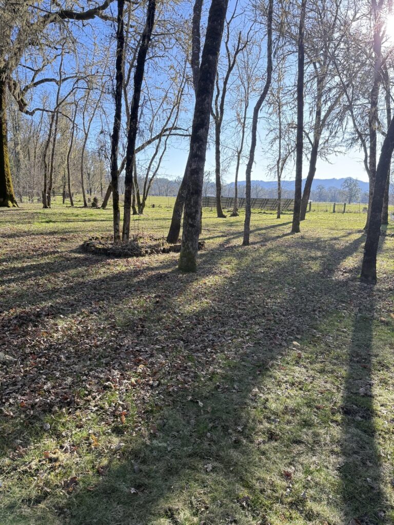 Easiest way to clear sticks and leaves? Easiest way to clear sticks and leaves?