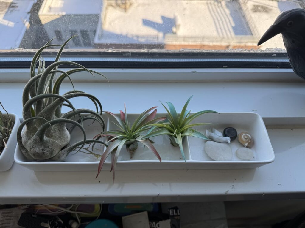 Airplants thriving in north facing window