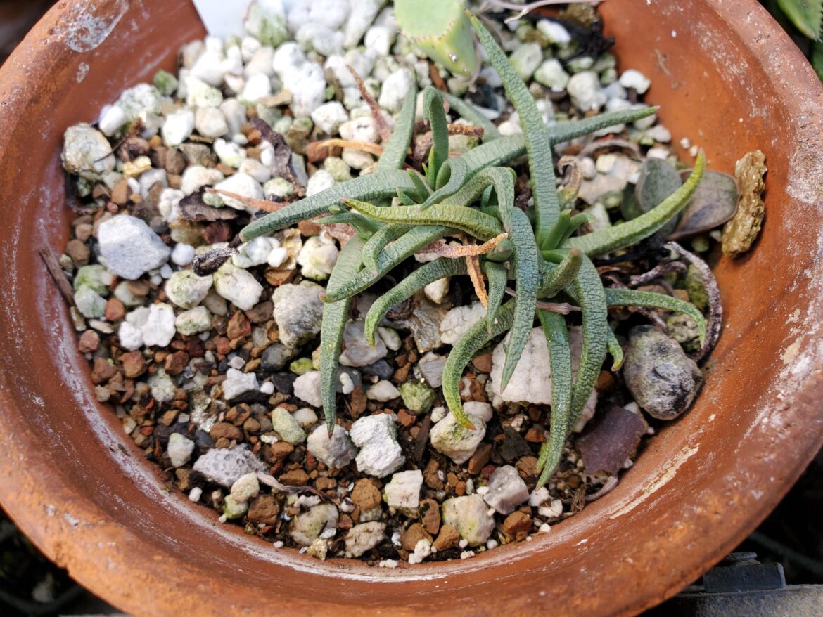 Marlothistella stenophylla university specimen