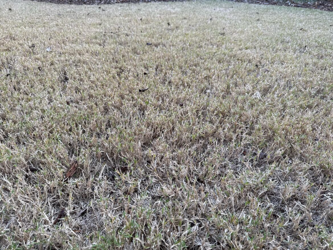 Too early to scalp Bermuda?