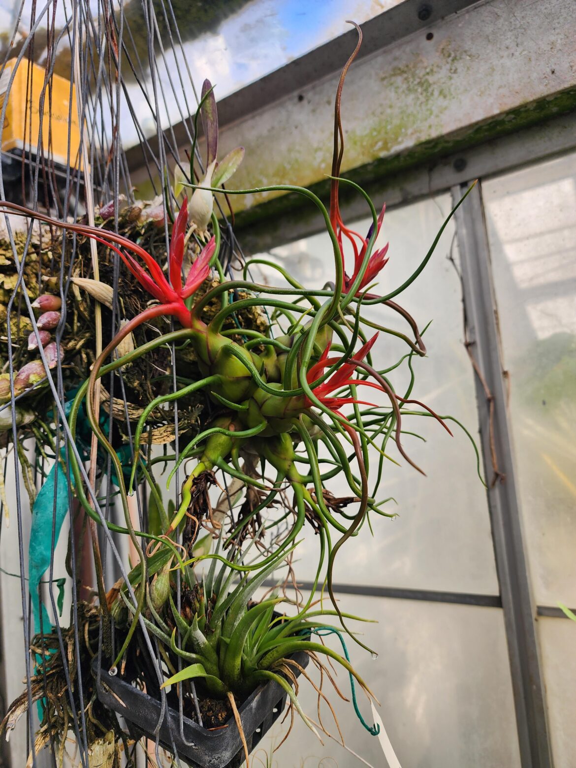Bulbosa blooming at my school's greenhouse