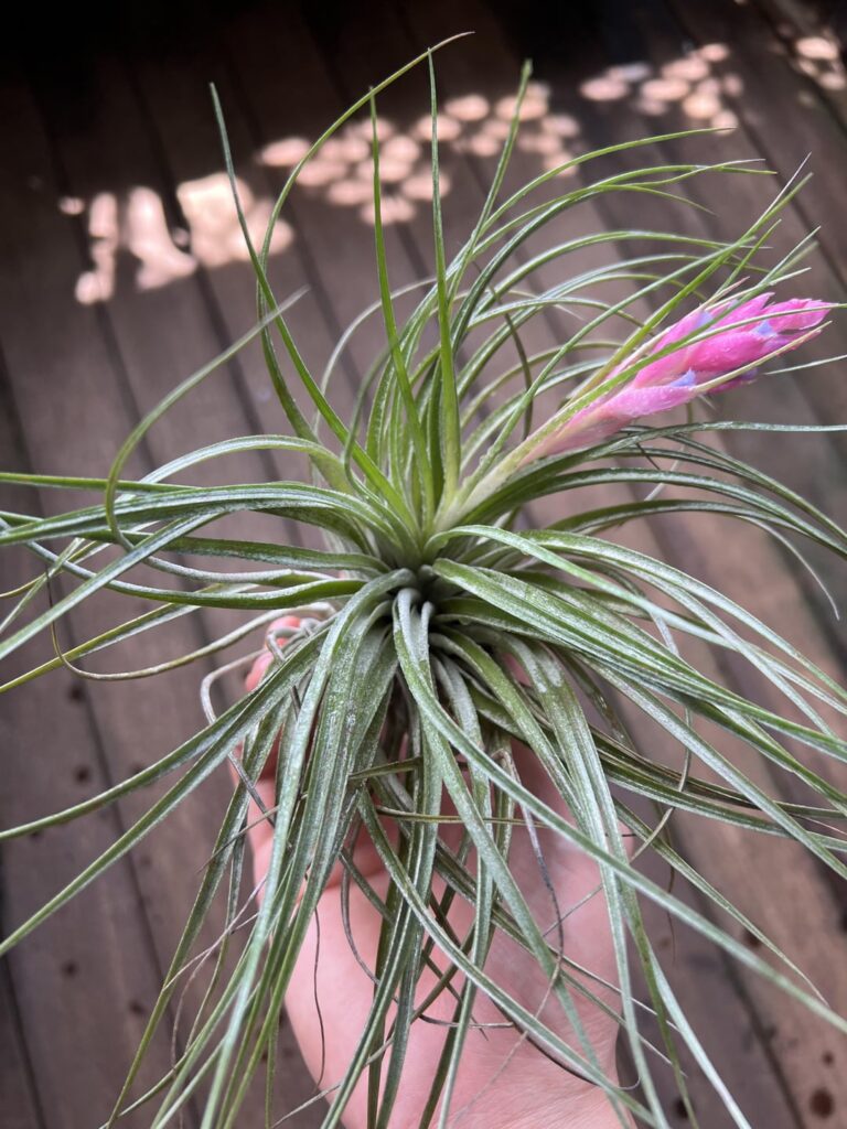T. Cotton Candy in bloom.
