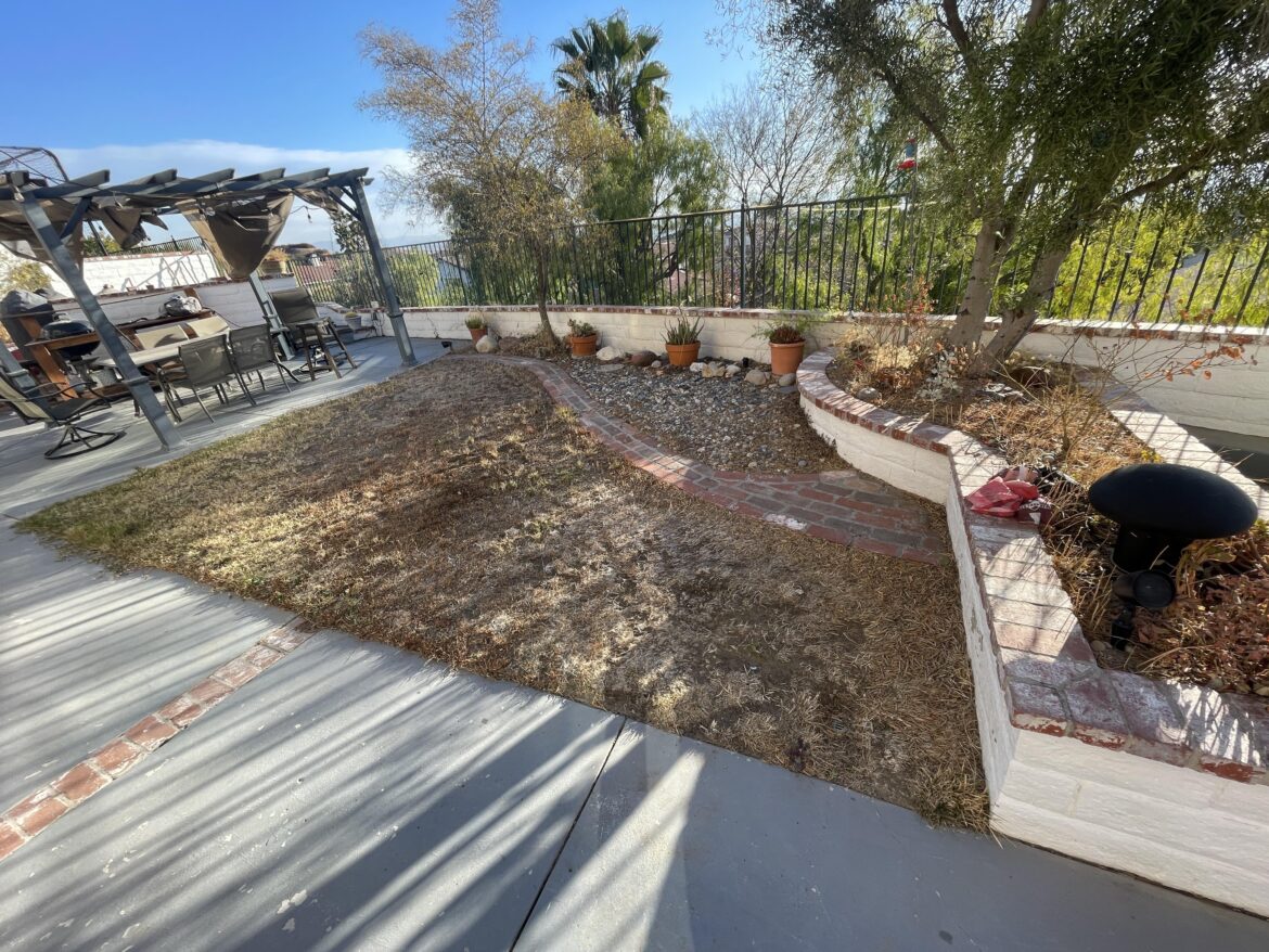 Grass dead? Should I start all over? Grass dead? Should I start all over?