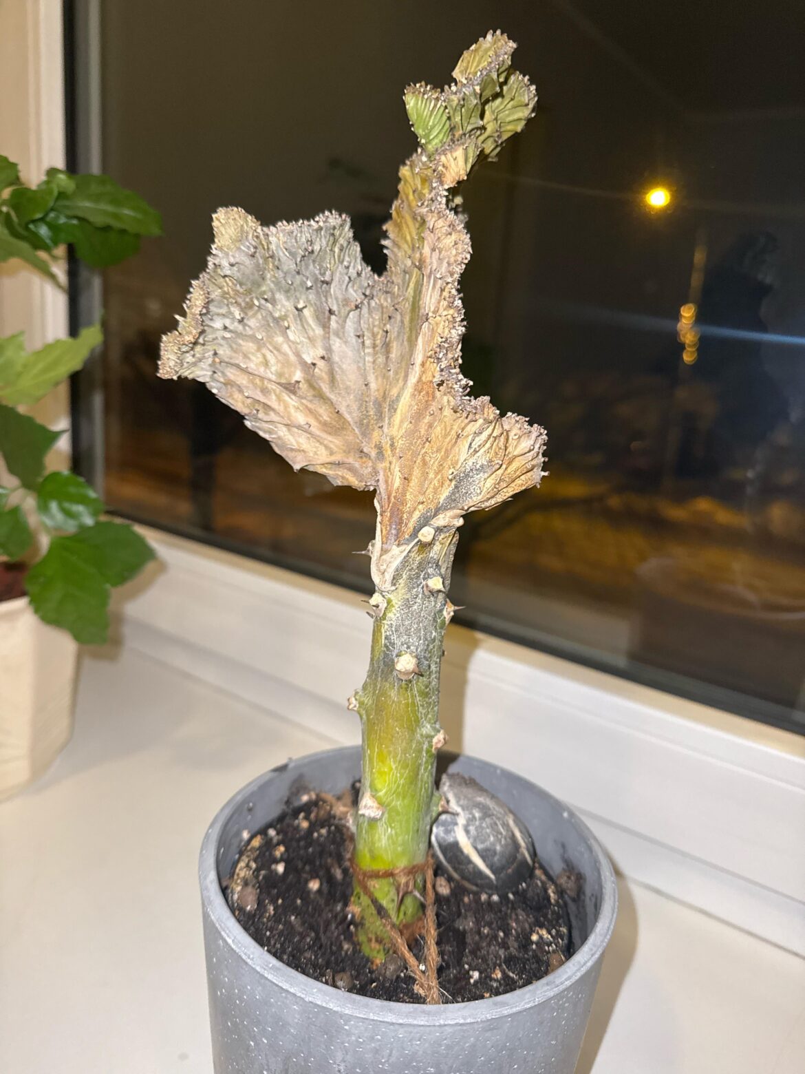 Please help me save my grafted cactuses!!