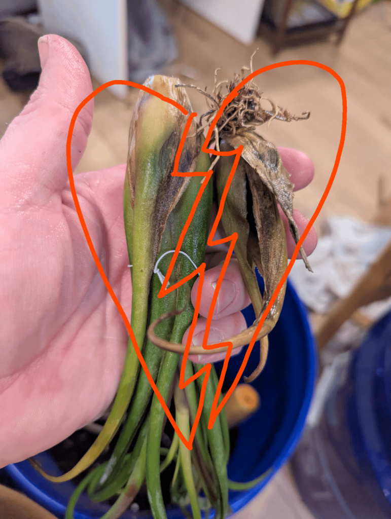 Breaking News (and leaves): Devastation As Caput XL Goes Kaput ☠️