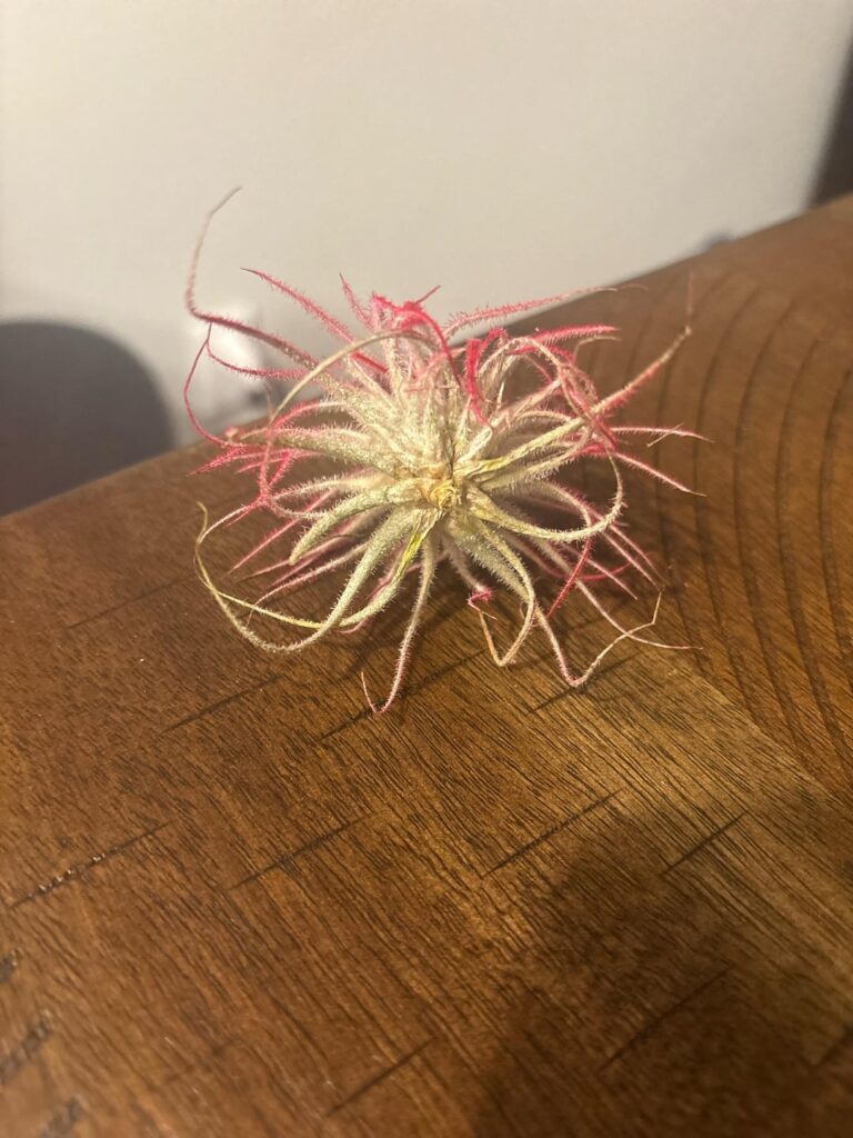 Is my air plant dying? HELP!