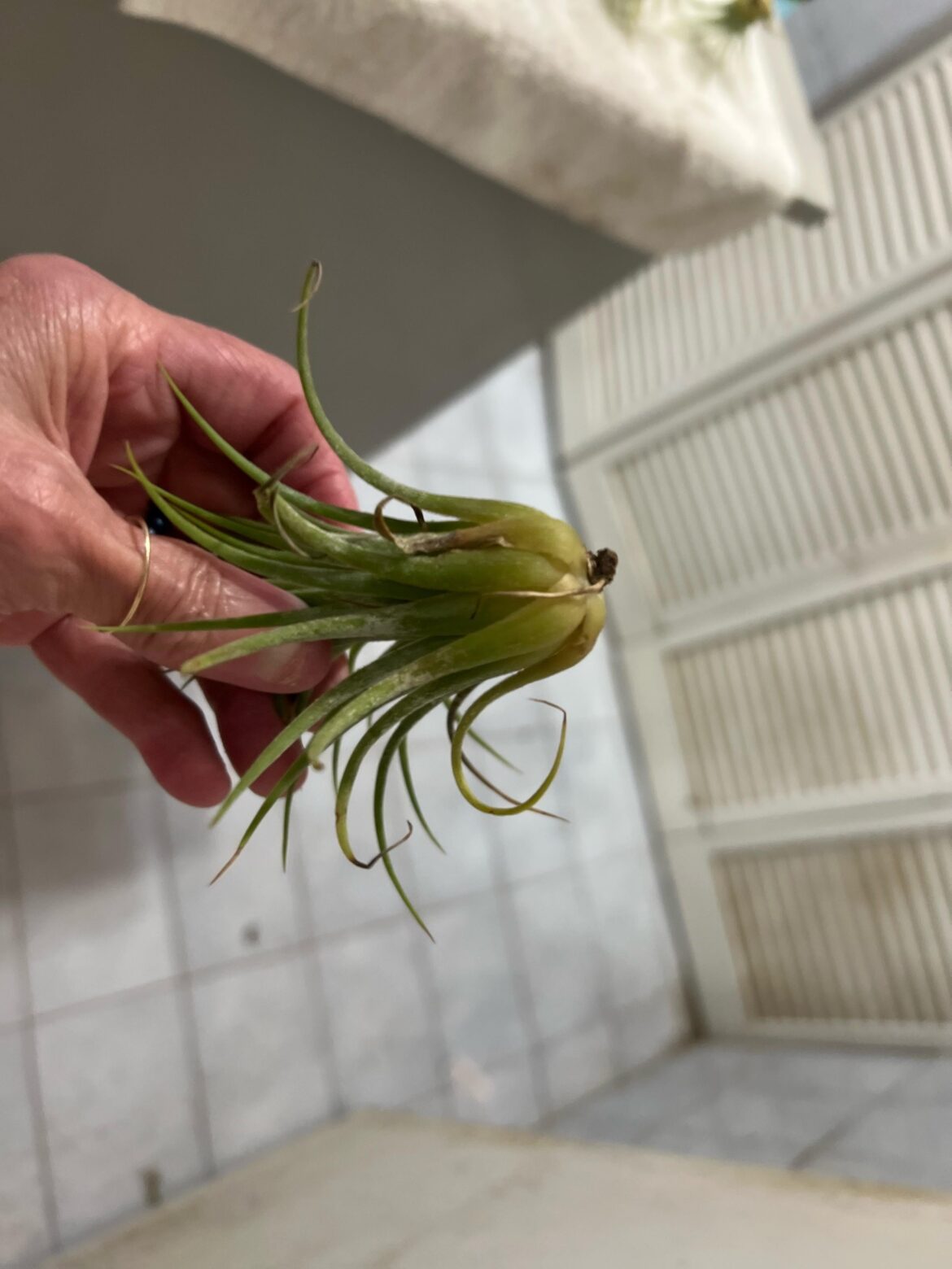 Watered my air plants Watered my air plants