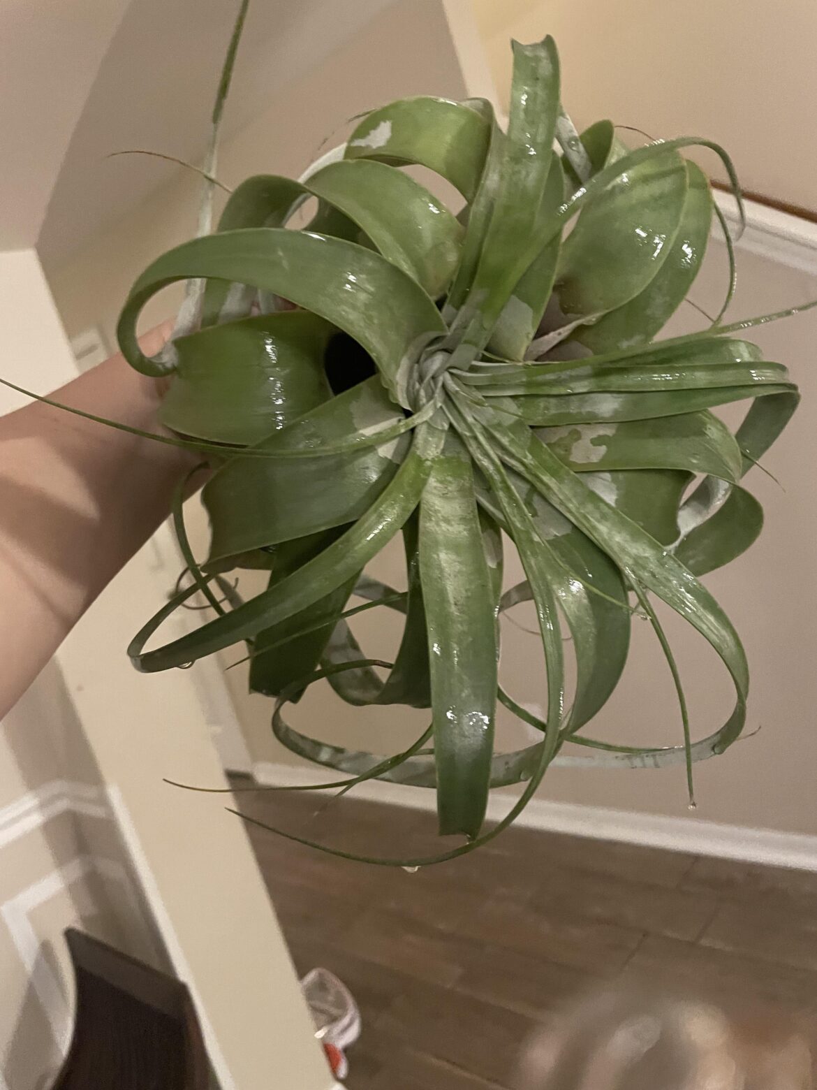 Just got a huge curly guy in a trade. Just got a huge curly guy in a trade.