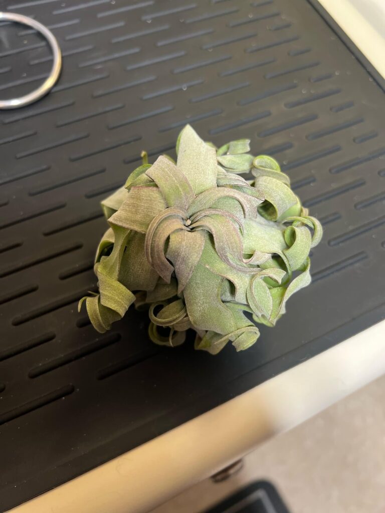 My new plant curly sue