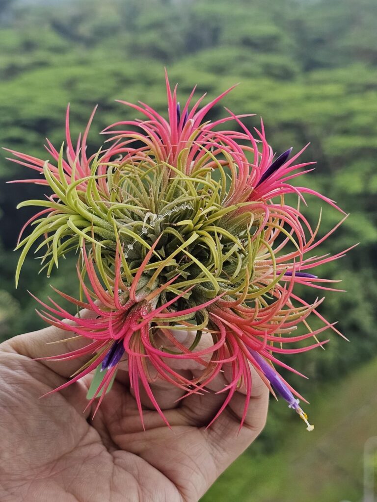 Update: Flowering and blushing hot pink!