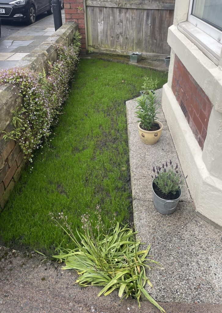 Seed grown lawn patch died Seed grown lawn patch died