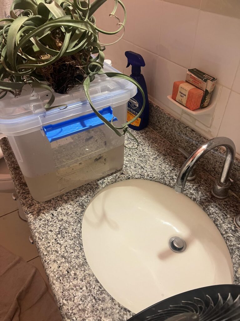 Update: took curly’s out of pot and have base in front of fan. To prevent rot. Update: took curly’s out of pot and have base in front of fan. To prevent rot.