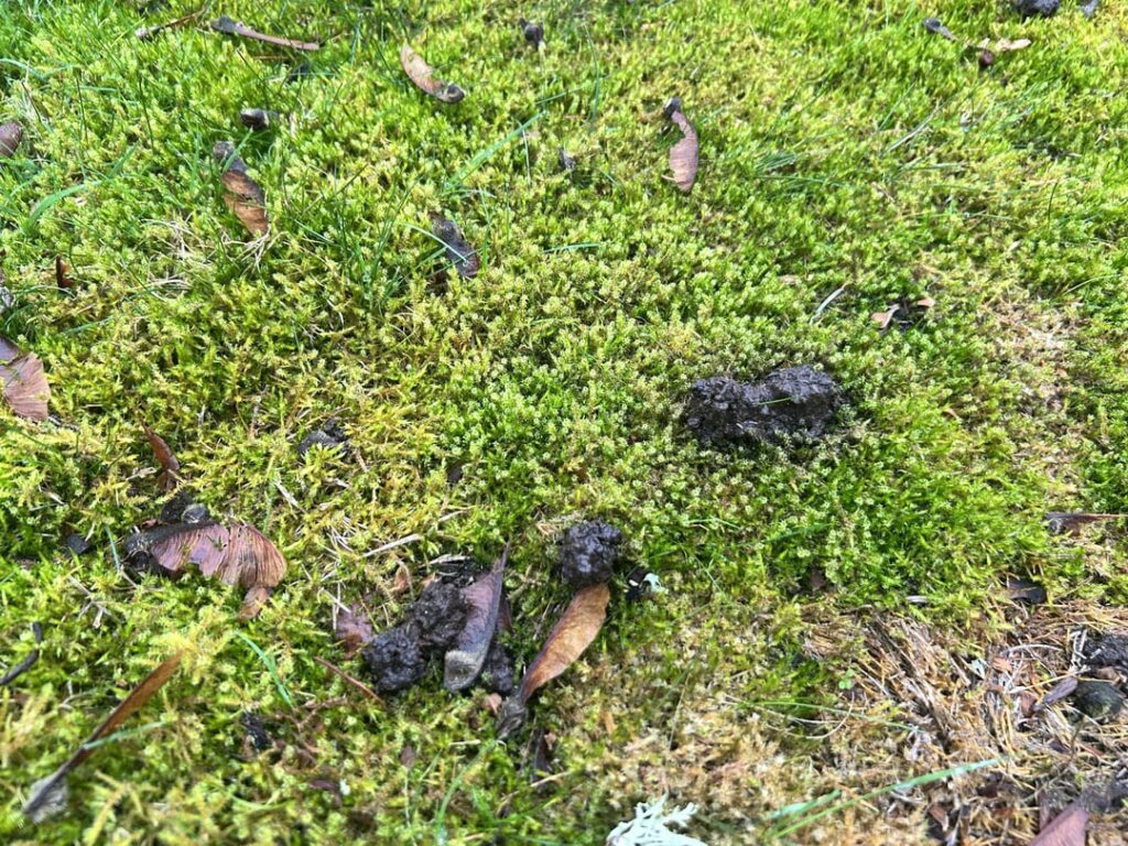 What makes these tiny heaps?