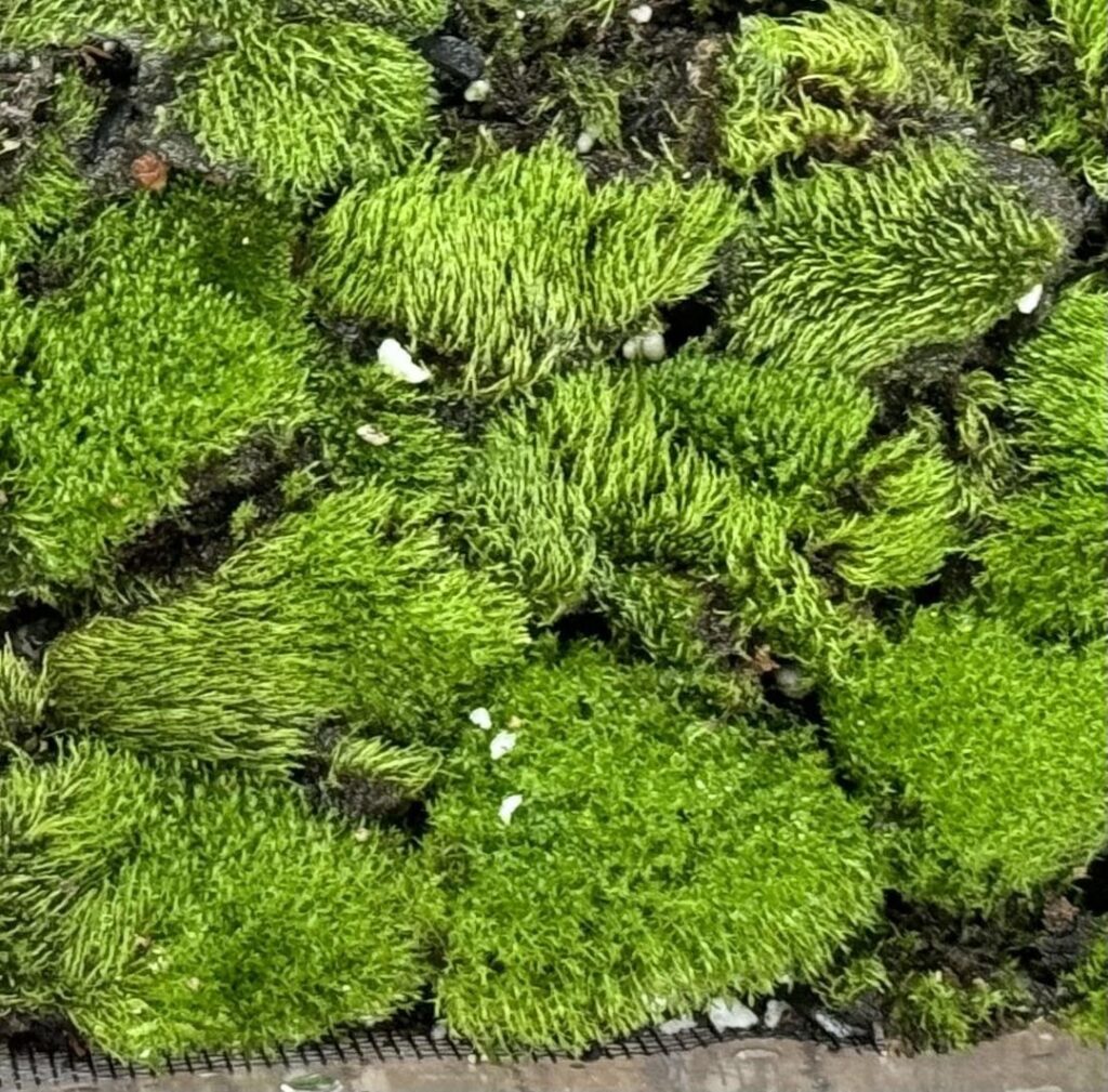 Does any one know if these three are different kinds of moss and what type they are? Does any one know if these three are different kinds of moss and what type they are?