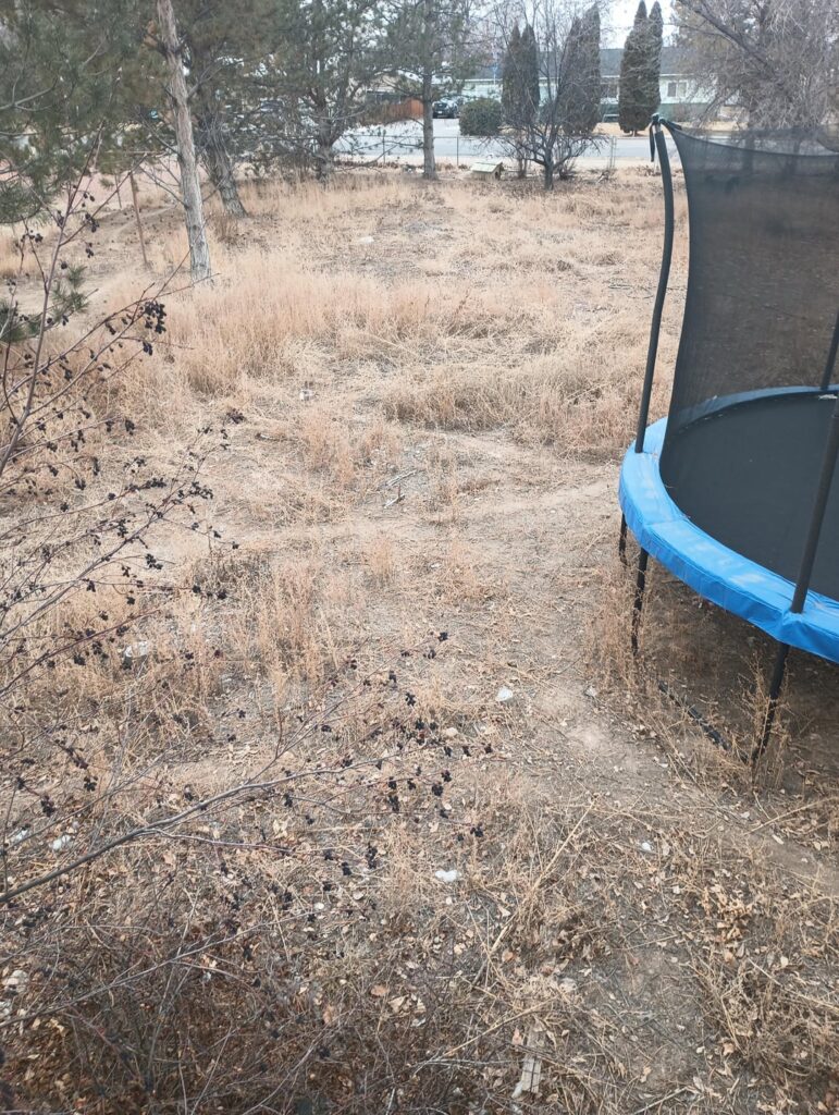 How to fix this dead lawn with weeds? How to fix this dead lawn with weeds?