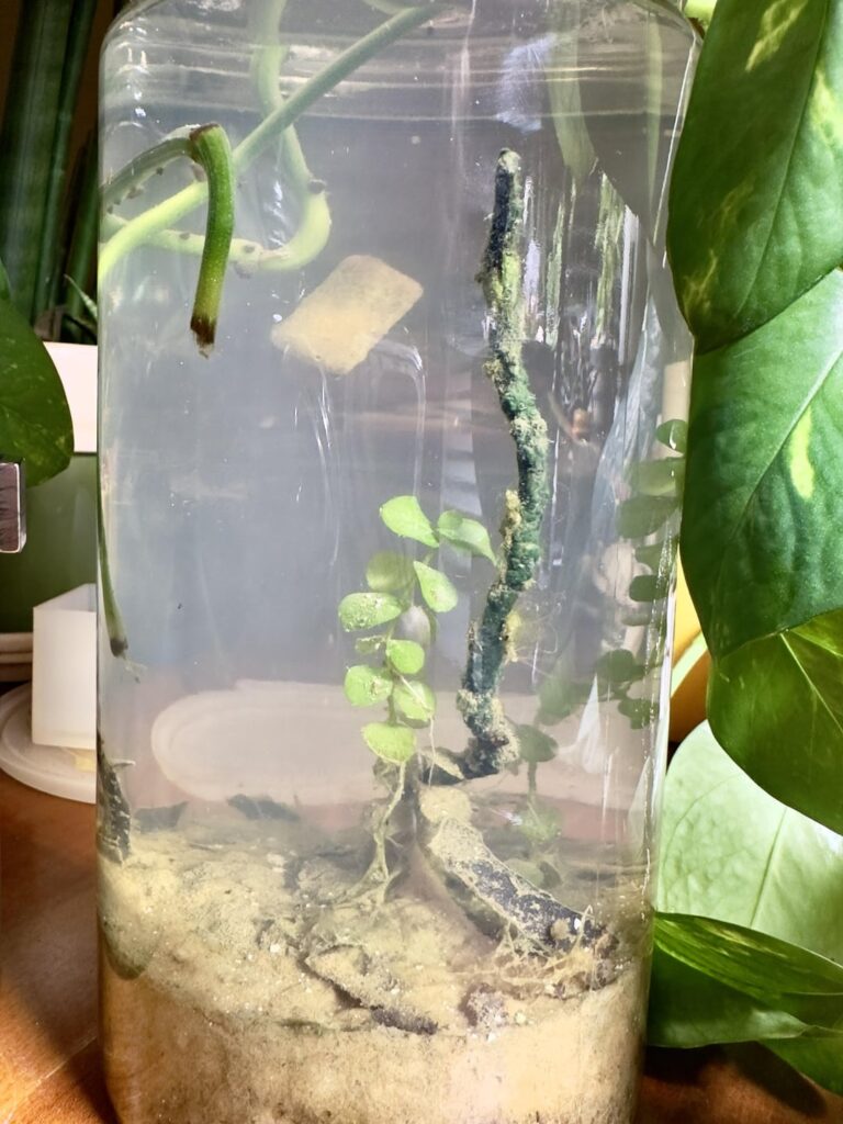 Small cleanup crew for jarrariums?