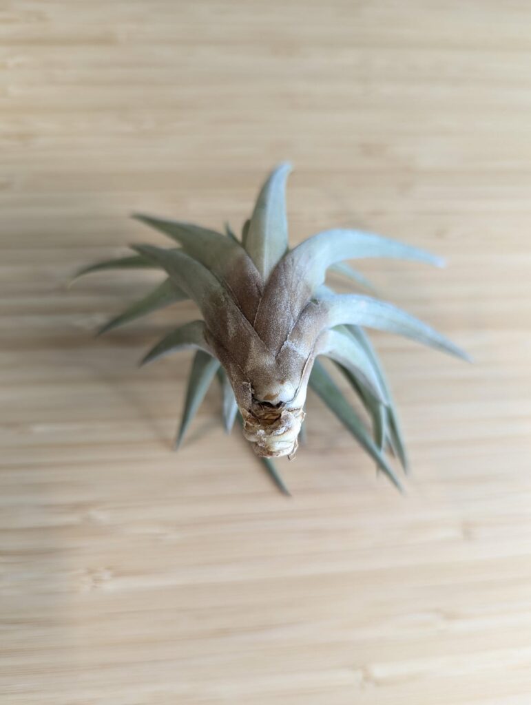 Root rot or natural color? Root rot or natural color?