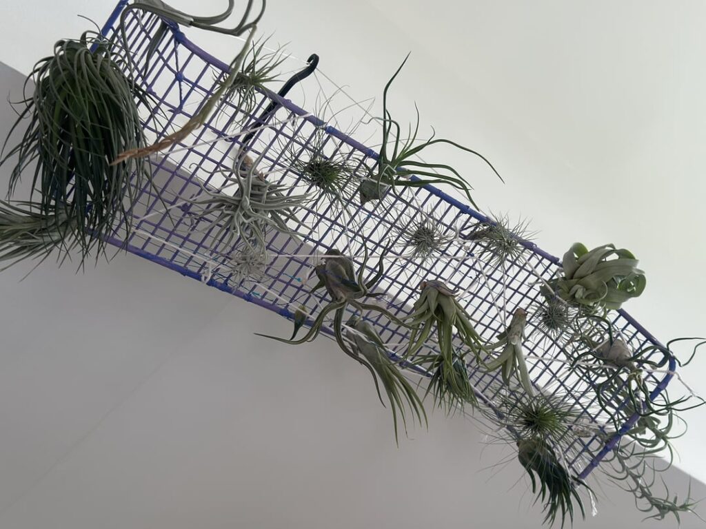 My makeshift apparatus for hanging all my airplants upside down together