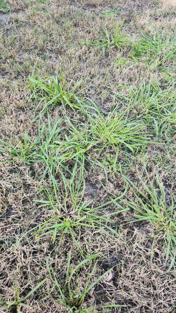 I need help with my yard