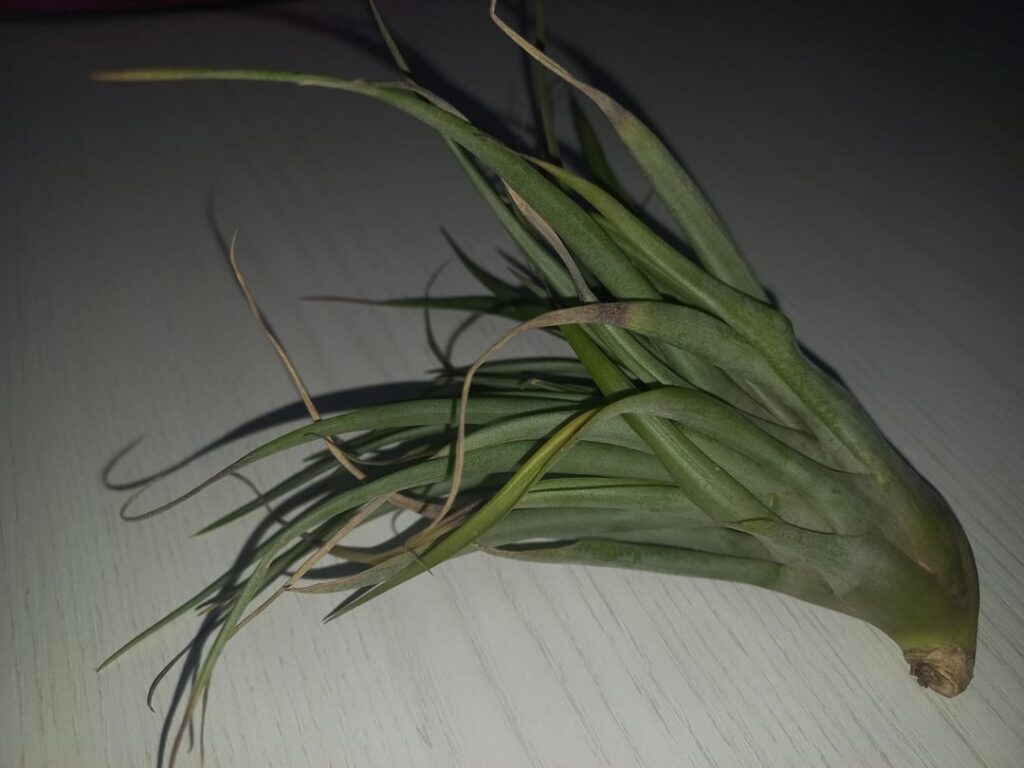 Brown ends? Brown ends?