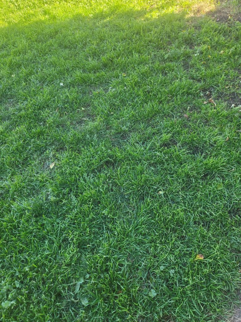 Socal Lawn Recommendations Socal Lawn Recommendations