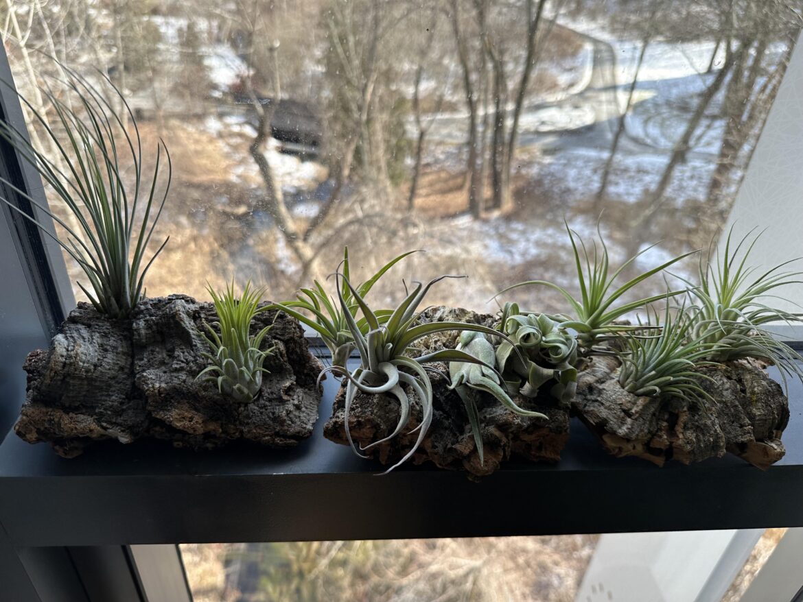 How much sun can air plants take?