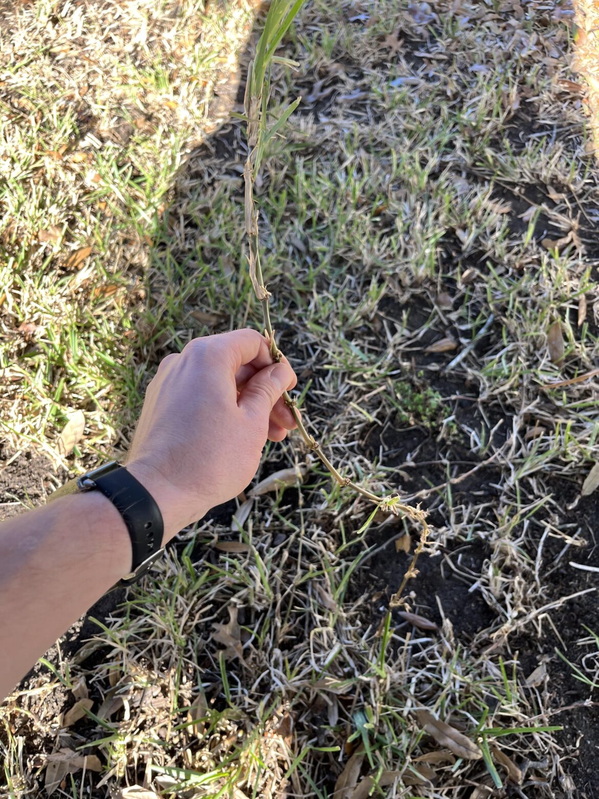 What is this long thick weed