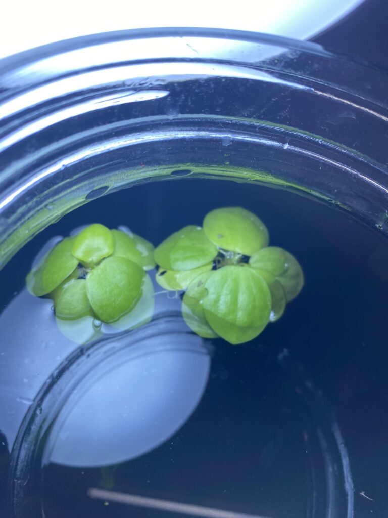 New Jarrarium- help needes New Jarrarium- help needes