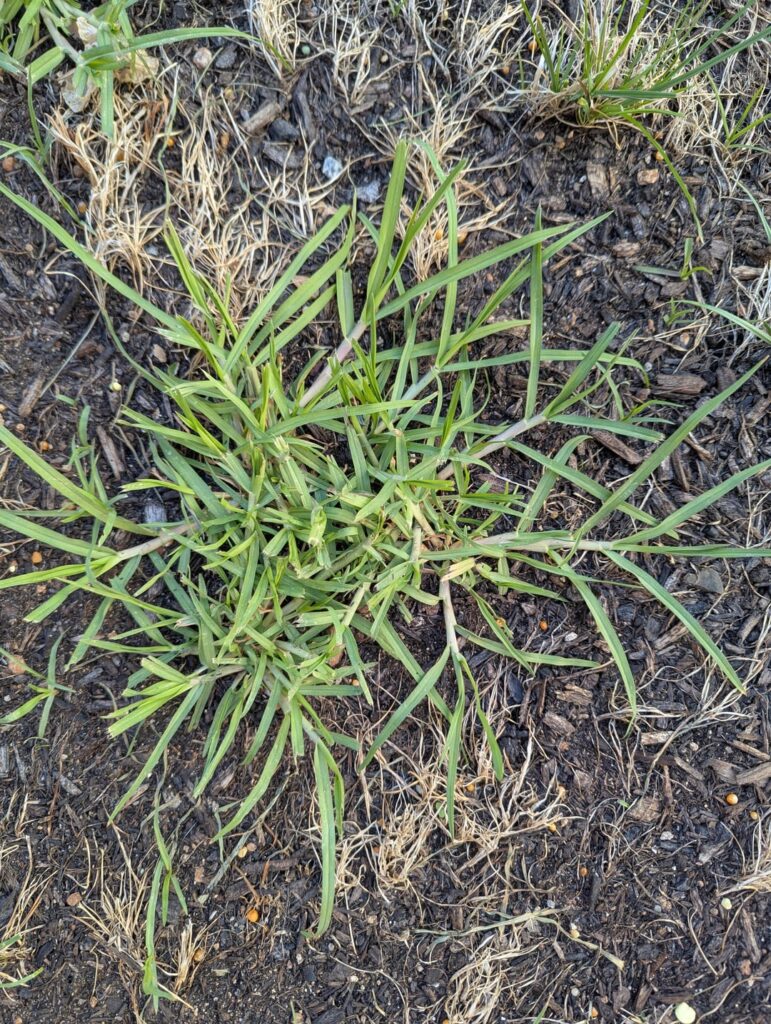 Kikuyu or crabgrass?