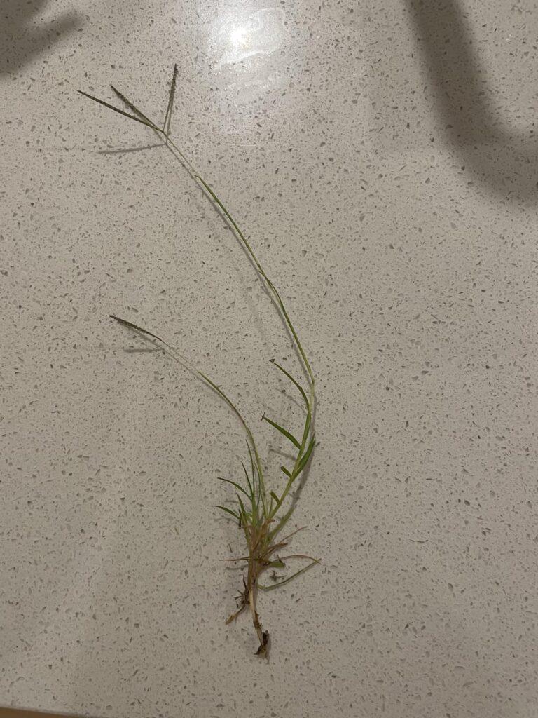 First lawn – is this a weed? First lawn - is this a weed?