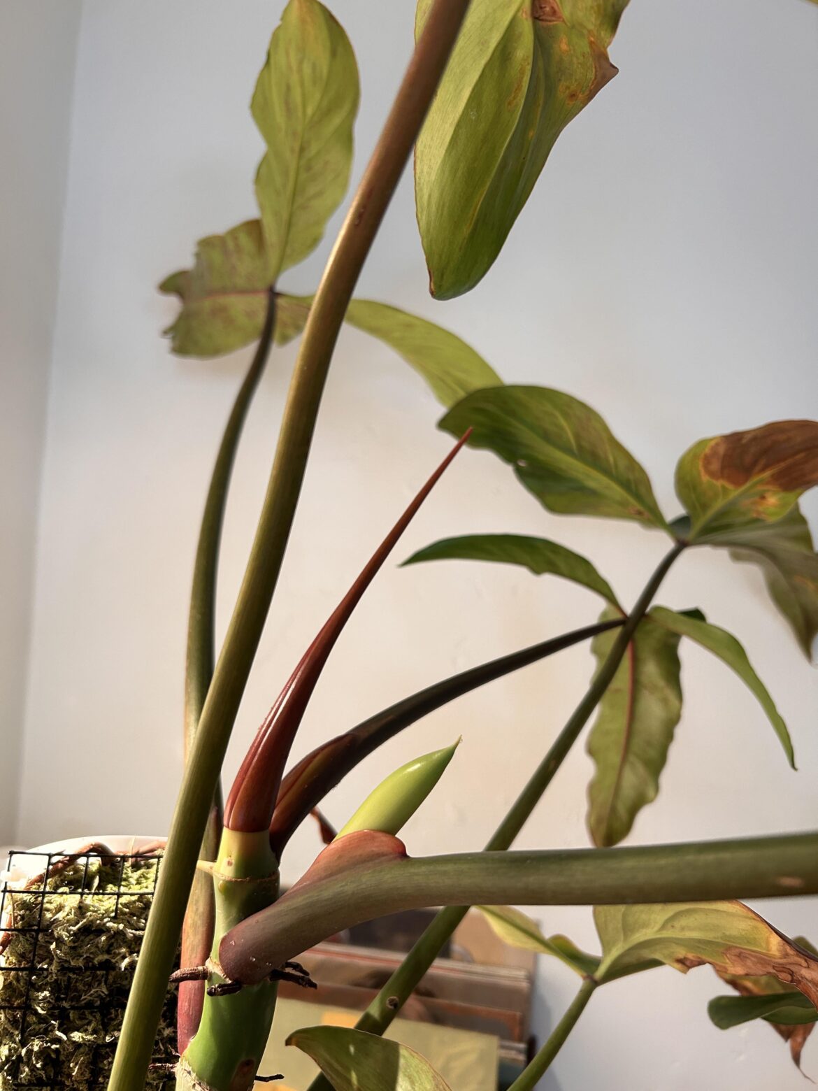 Is this growth going to be a flower? This is on my philodendron mexicanum.