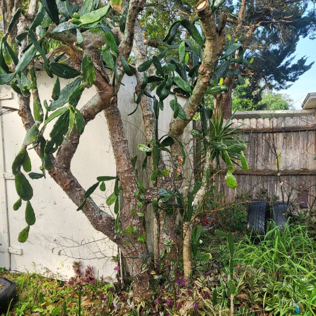 My House's Cactus I Believe it's a Barbary Fig; Native to Mexico and or Climant like Areas. According to Google Lens. I'm a 23 almost 24 Year old IT Guy that has had some rough couple years, so I am getting into Gardening. Pleaseeee Any Tips, Don't Hesitate to Feel the Need to "School Me"