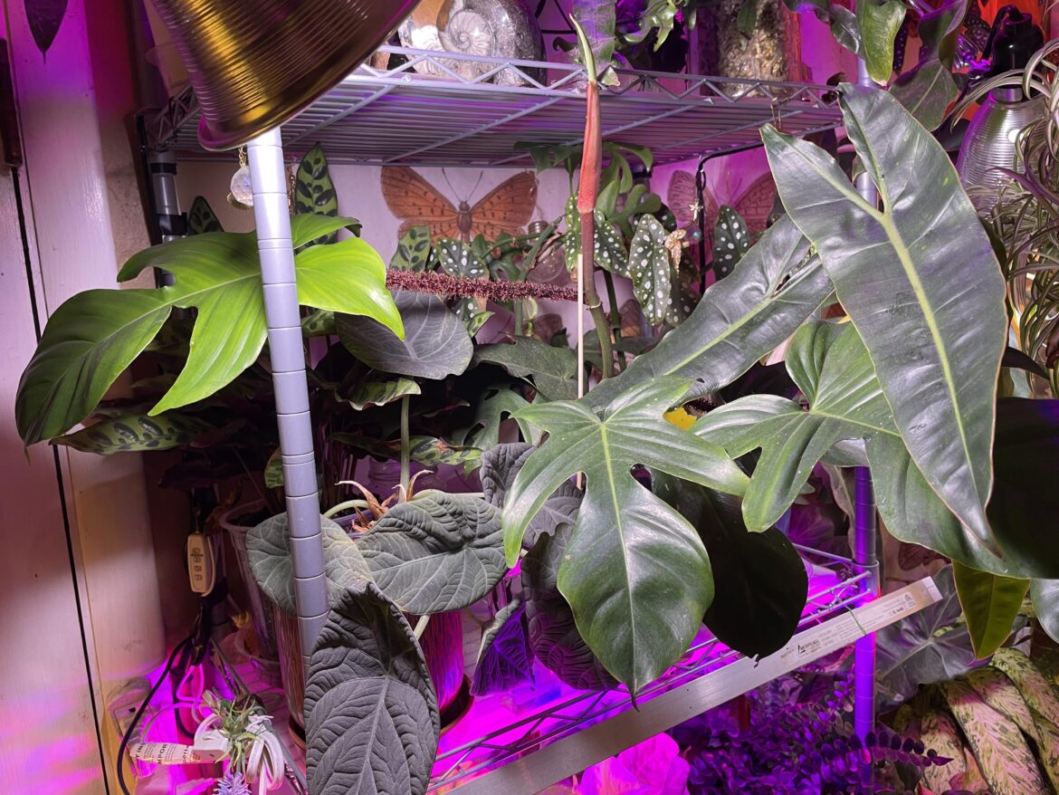 The anticipation is killing me on this new squamiferum leaf